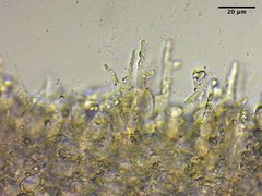 Mycena citrinomarginata