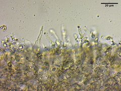 Mycena citrinomarginata