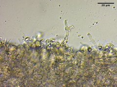 Mycena citrinomarginata
