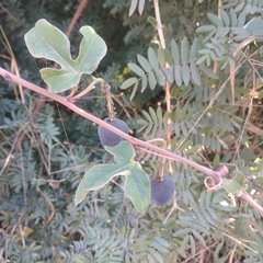 Passiflora viridiflora