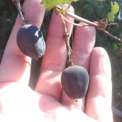 Passiflora viridiflora