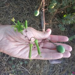 Passiflora viridiflora