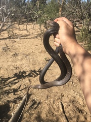Masticophis fuliginosus