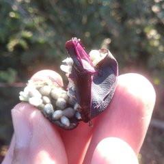 Passiflora viridiflora