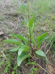 Arnoglossum plantagineum