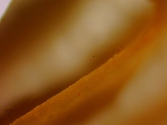 Mycena citrinomarginata