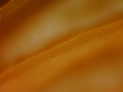 Mycena citrinomarginata