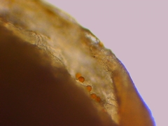 Mycena citrinomarginata