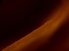 Mycena citrinomarginata