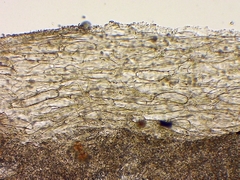 Mycena citrinomarginata