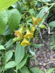 Leycesteria crocothyrsos