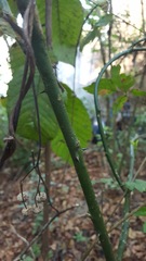 Zanthoxylum liebmannianum