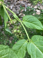 Leycesteria crocothyrsos