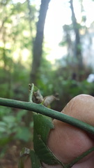 Zanthoxylum liebmannianum