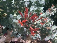 Dicliptera suberecta