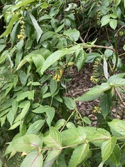 Leycesteria crocothyrsos