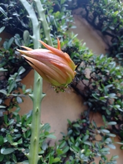 Hylocereeae