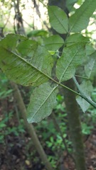 Zanthoxylum liebmannianum