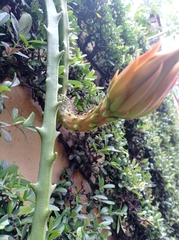 Hylocereeae