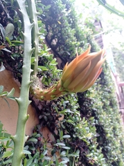 Hylocereeae