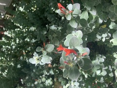 Dicliptera suberecta