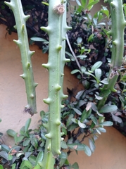 Hylocereeae