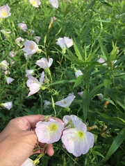 Oenothera speciosa