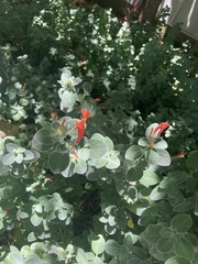 Dicliptera suberecta