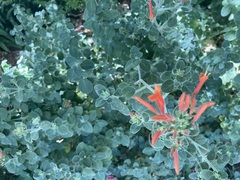 Dicliptera suberecta