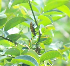 Aristobia reticulator