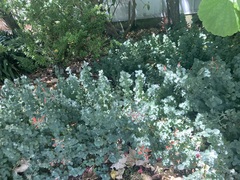 Dicliptera suberecta