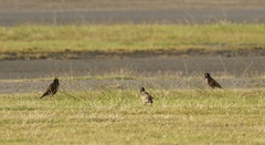 Acridotheres tristis