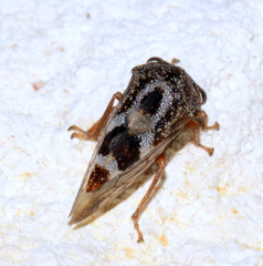 Cyrtolobus tuberosus