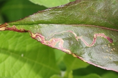 Phytomyza penstemonis