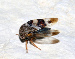 Cyrtolobus tuberosus