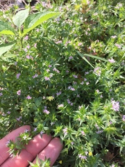 Sherardia arvensis