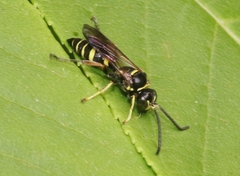 Gorytes atricornis