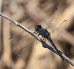 Indothemis carnatica