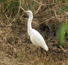 Egretta garzetta