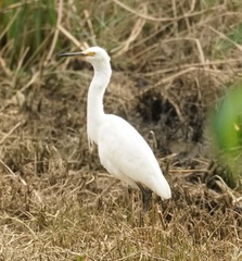 Egretta garzetta