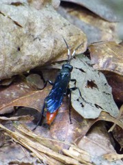 Protichneumon
