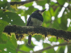 Notharchus pectoralis