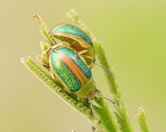 Calomela parilis