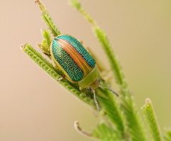 Calomela parilis