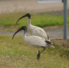 Threskiornis molucca