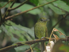 Rhynchocyclus pacificus