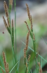 Carex stricta