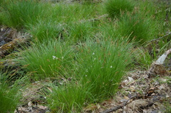Carex stricta