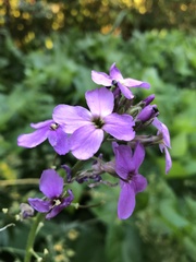 Hesperis matronalis
