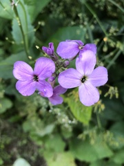 Hesperis matronalis